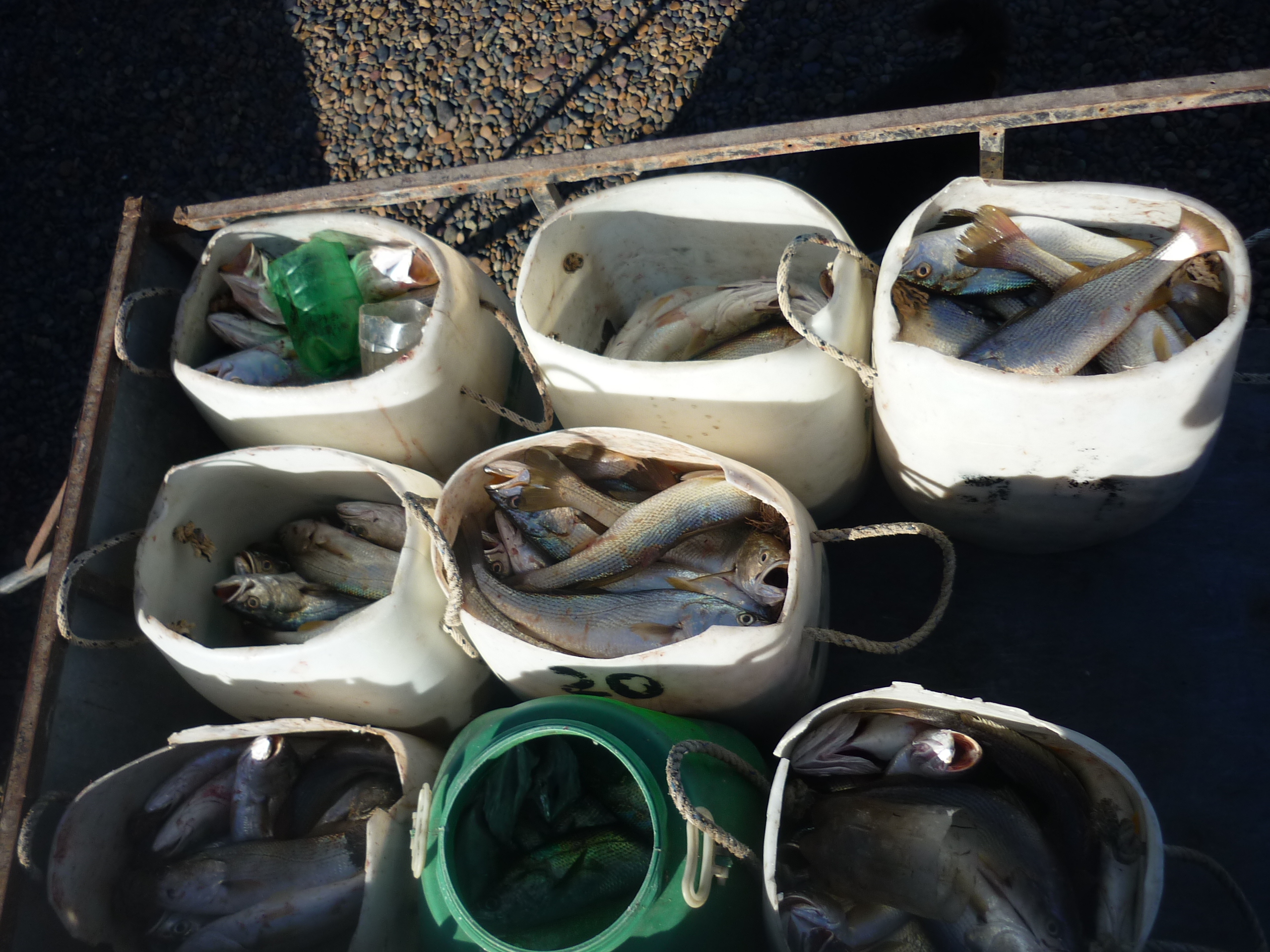 fotos/2012-12-08 - Pesca Bahia San Blas/P1030055.JPG